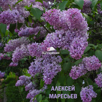 АЛЕКСЕЙ МАРЕСЬЕВ