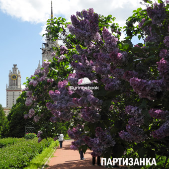 ПАРТИЗАНКА