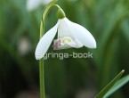 snowdrop12