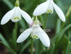 snowdrop1