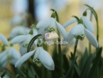 snowdrop13