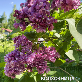 КОЛХОЗНИЦА / Kolkhoznitsa