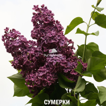 СУМЕРКИ