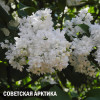 СОВЕТСКАЯ АРКТИКА